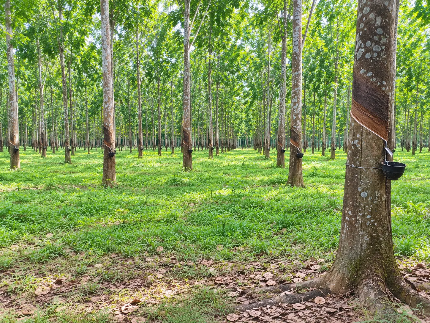Agboville — 200 ha · 10 years · land title stated