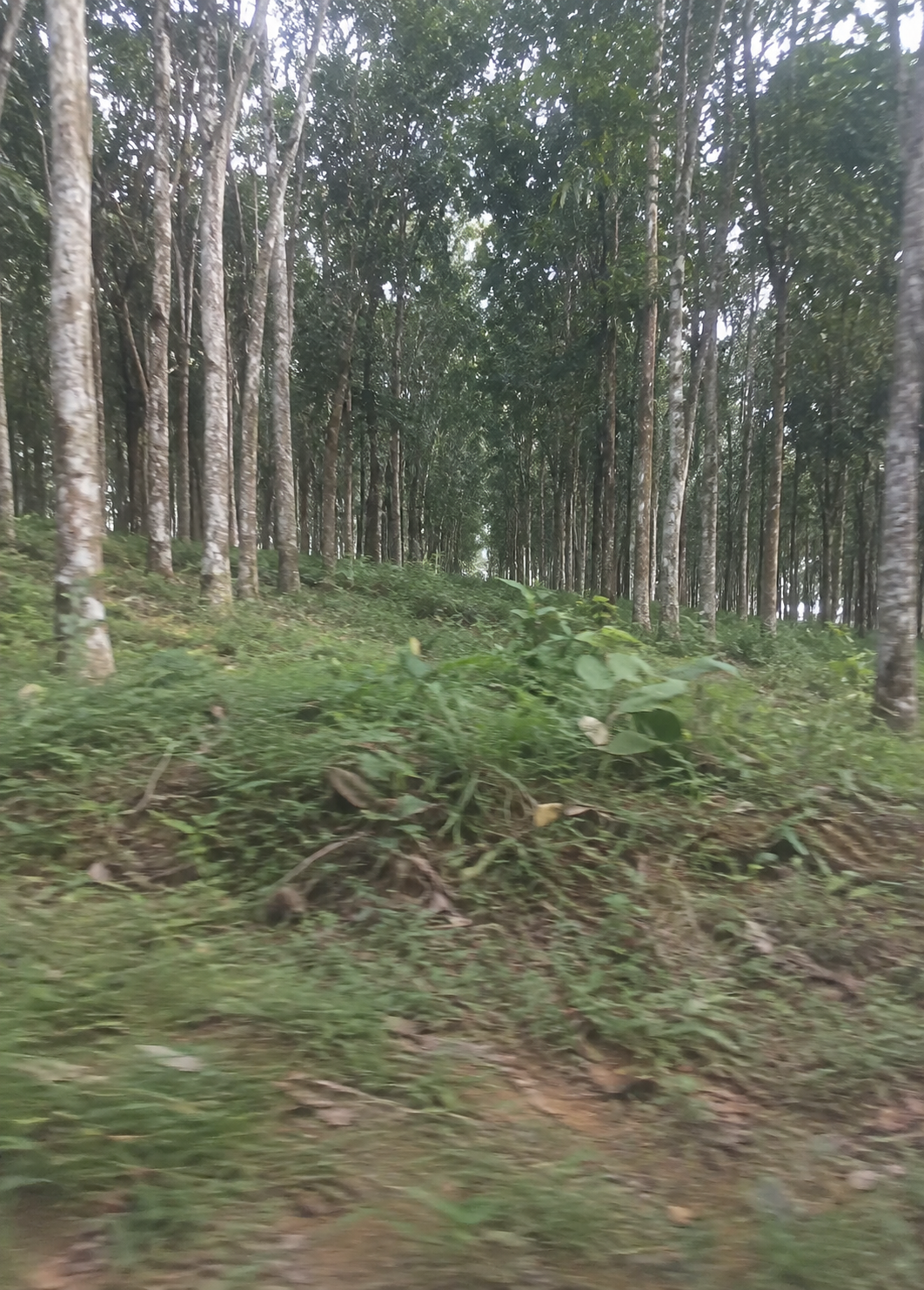 Sous-bois naturel entre les hévéas
