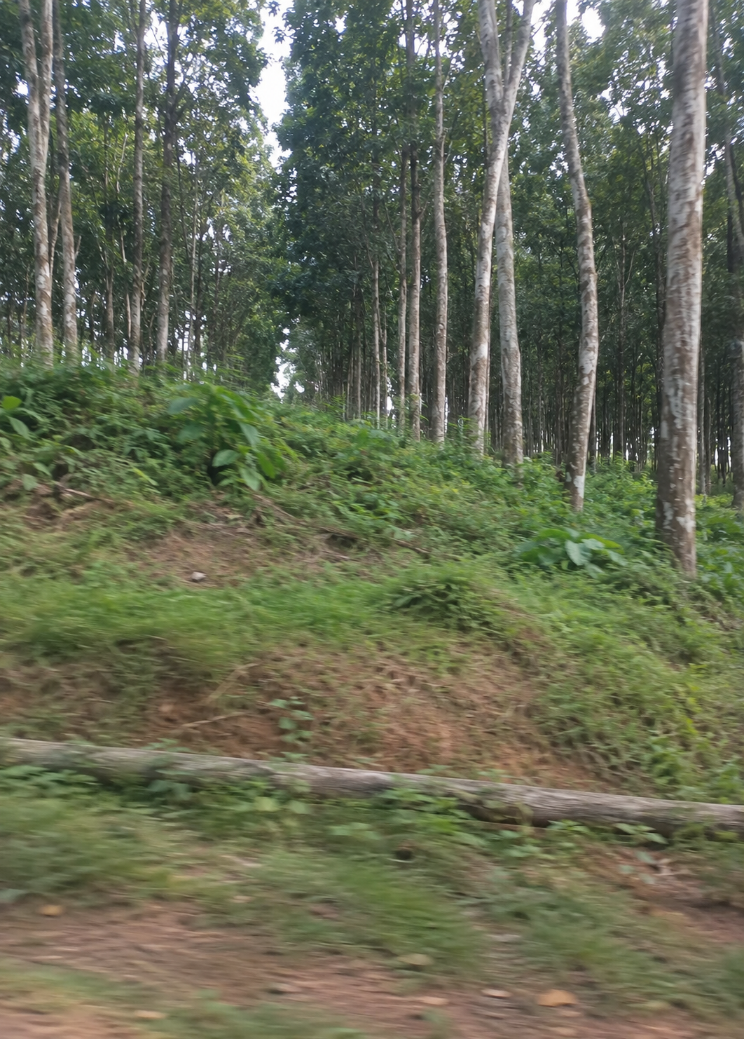 Rangées d’hévéas sur la plantation