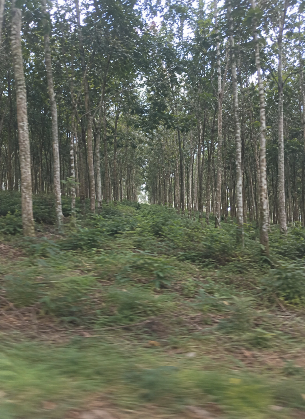Alignement des hévéas dans la plantation