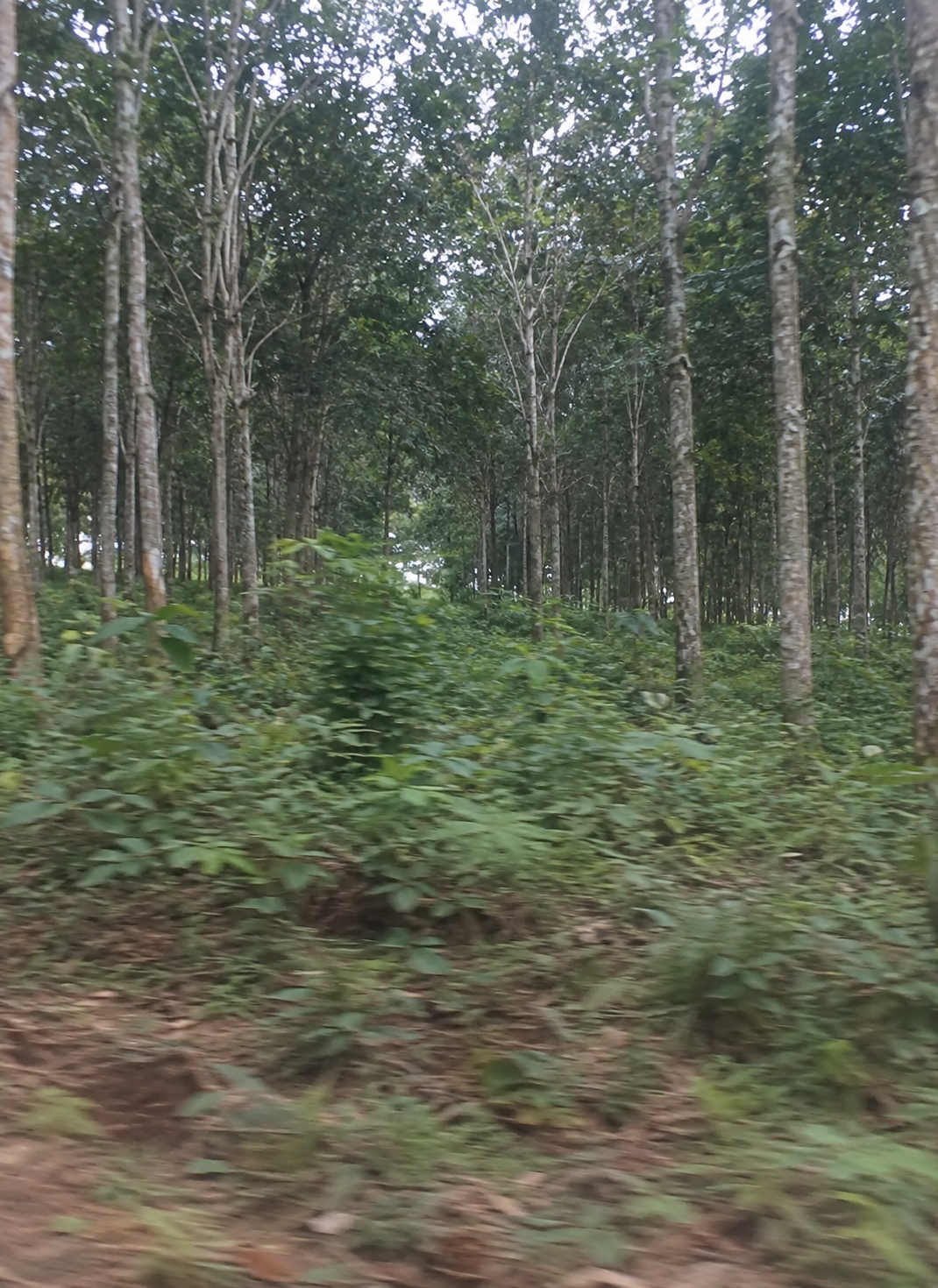 Vue des arbres de la plantation d’hévéa